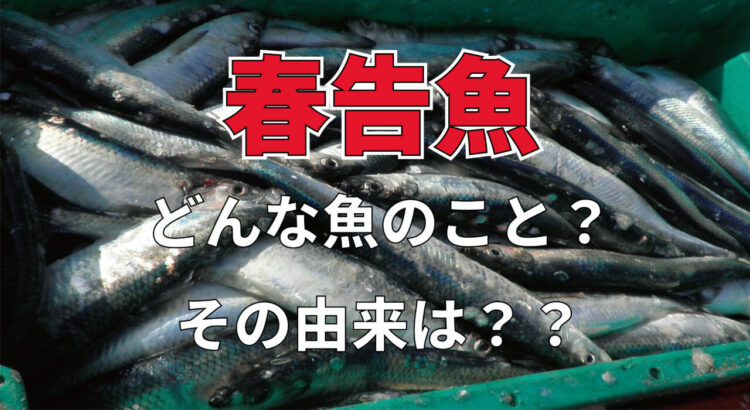 「春告魚」とはどんな魚？その正体はおせちで見かける事もあるあの魚です！