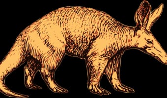 【ツチブタ】かつてはアリクイの仲間と考えられていた、名前にブタと名前の入っているややこしい動物