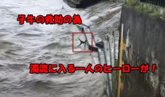 濁流に飲まれる子牛の救出劇が凄い！勇気ある男性の行動が凄いと話題に