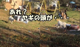 バケツに頭がはまってしまったヤギの兄弟愛！かわいそうだけどかわいい感動映像