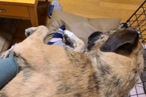 全然収まってないよ(笑) 自分が大きい犬だと気付いていない子犬の「りっちゃん」が可愛い！