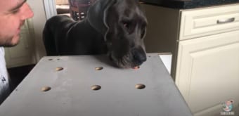 ロックダウンの最中、おうちで楽しむワンコと飼い主さんの動画にほっこりするね！