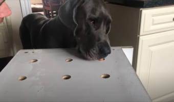 ロックダウンの最中、おうちで楽しむワンコと飼い主さんの動画にほっこりするね!