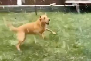 「犬は喜び 庭駈けまわり～♪」ってやつだ！雪に大興奮のロンドン市長の愛犬が見せた行動が可愛すぎる