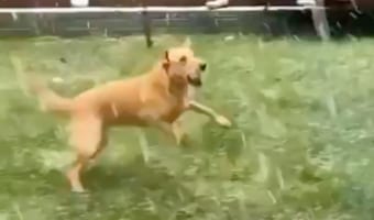 「犬は喜び 庭駈けまわり~♪」ってやつだ!雪に大興奮のロンドン市長の愛犬が見せた行動が可愛すぎる