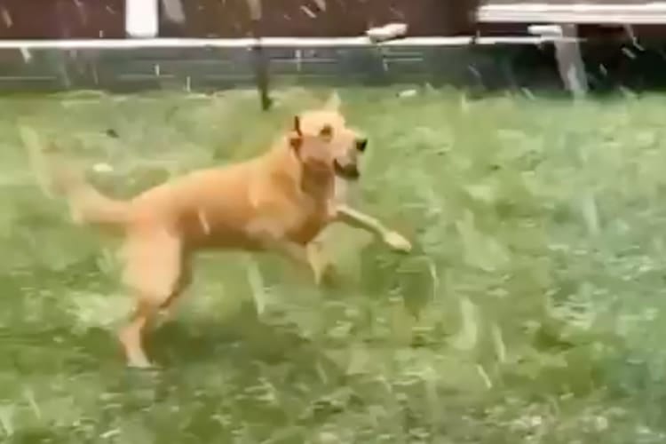 「犬は喜び 庭駈けまわり～♪」ってやつだ！雪に大興奮のロンドン市長の愛犬が見せた行動が可愛すぎる