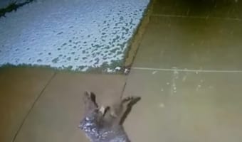 人間だけじゃなかった!監視カメラが捉えた雪を掴もうとする子熊の姿が可愛すぎる