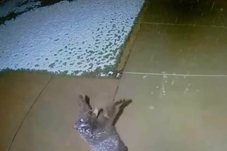 人間だけじゃなかった！監視カメラが捉えた雪を掴もうとする子熊の姿が可愛すぎる