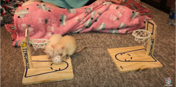 天才ネズミ姉妹！ネズミがバスケ？ご褒美を巡る熾烈な争い！勝ったのはいったいどっち！？？