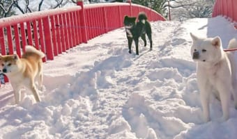 「この橋を渡りたくば、我々を倒してゆけ!」橋の上に立ちはだかる秋田犬たち、まるで行く手を阻むボスたちのようだった!!