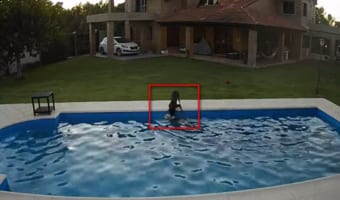 盲目の犬がプールに転落！相棒のワンコの懸命の救助活動が凄い！