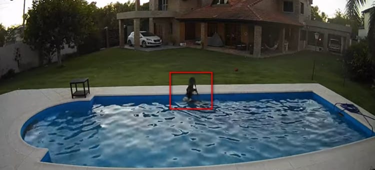 盲目の犬がプールに転落！相棒のワンコの懸命の救助活動が凄い！