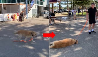 ロックダウンが嫌で家に帰りたくないワンコがカワイイ!