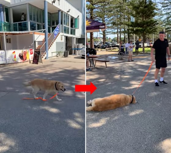 ロックダウンが嫌で家に帰りたくないワンコがカワイイ！