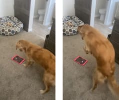 画面の中のネズミを退治するワンコ！侵入者は許さないワン！