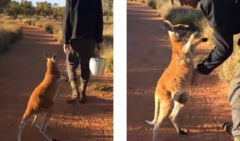 行かないで!飼育員さんと離れたくない赤ちゃんカンガルーが可愛すぎる