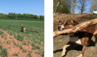 木の枝を集めるのが好きなハッピーワンコの表情が可愛すぎる！