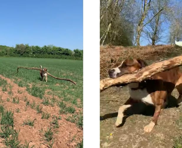 木の枝を集めるのが好きなハッピーワンコの表情が可愛すぎる！