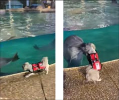 とっても仲良し！？ワンコとイルカの初めましてが凄い