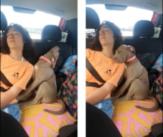 なかよし姉妹！ドライブ中にお姉ちゃんに寄り添ってお昼寝する子犬。そんなふたりの姿が尊い【海外・動画】