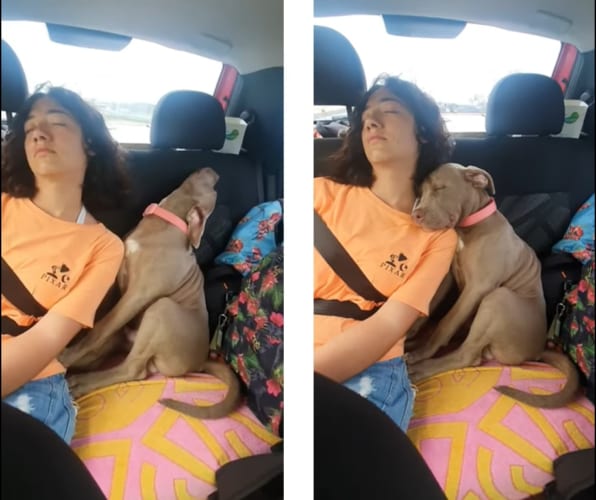 自分を人間だと思い込んでる？ドライブ中にお姉ちゃんに寄り添ってお昼寝する子犬。そんなふたりの姿が尊い