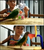 心が通じ合っているの！？少年とインコの遊びがハイクオリティすぎる！
