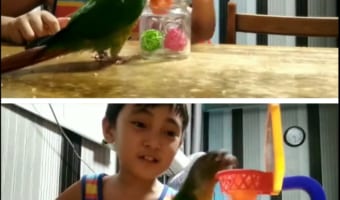 心が通じ合っているの！？少年とインコの遊びがハイクオリティすぎる！