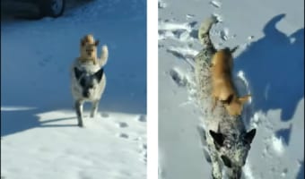 雪の上は歩きたくないワン!他の犬におんぶされて外を散歩するチワワが可愛い