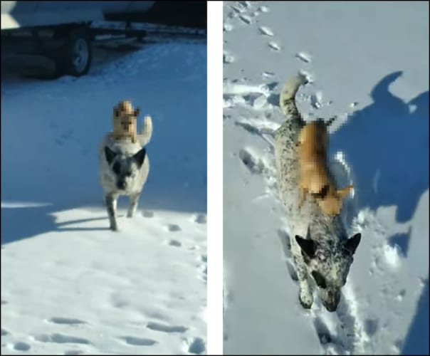 雪の上は歩きたくないワン！他の犬におんぶされて外を散歩するチワワが可愛い