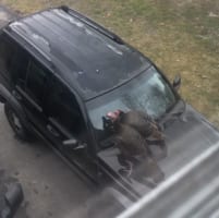 まるで警備員！？アマゾン配達員を威嚇する七面鳥が凄い