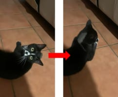 子猫がネズミを捕獲！しかし次の瞬間ネズミが消えてしまい...衝撃的な展開だけど癒される