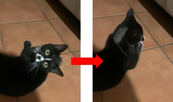 子猫がネズミを捕獲！しかし次の瞬間ネズミが消えてしまい...衝撃的な展開だけど癒される