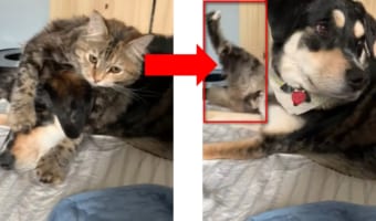 とっても仲良しのワンコとニャンコ!しかし、二人の仲を引き裂いたのは...!?