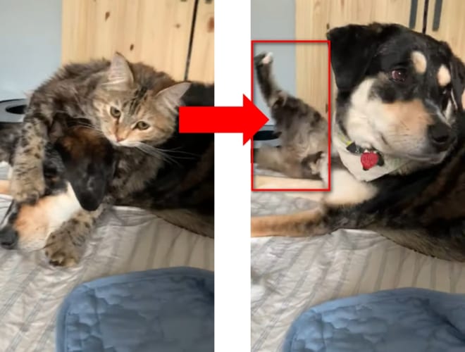 とっても仲良しのワンコとニャンコ！しかし、二人の仲を引き裂いたのは...！？