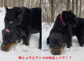 ワンコが仲良く遊んでいる動物は黒ヒョウ！？雪の中でたわむれる仲良しペアに癒される