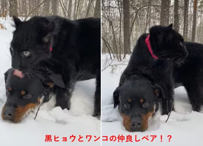 ワンコが仲良く遊んでいる動物は黒ヒョウ！？雪の中でたわむれる仲良しペアに癒される
