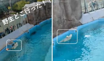 完全に野生を失ってる...リラックスして泳ぐ動物園のシロクマが可愛い!