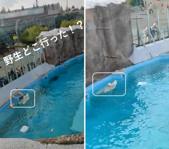 完全に野生を失ってる...リラックスして泳ぐ動物園のシロクマが可愛い！
