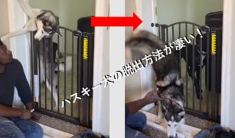 まるで脱出マジック!?ハスキー犬の脱走方法が凄い