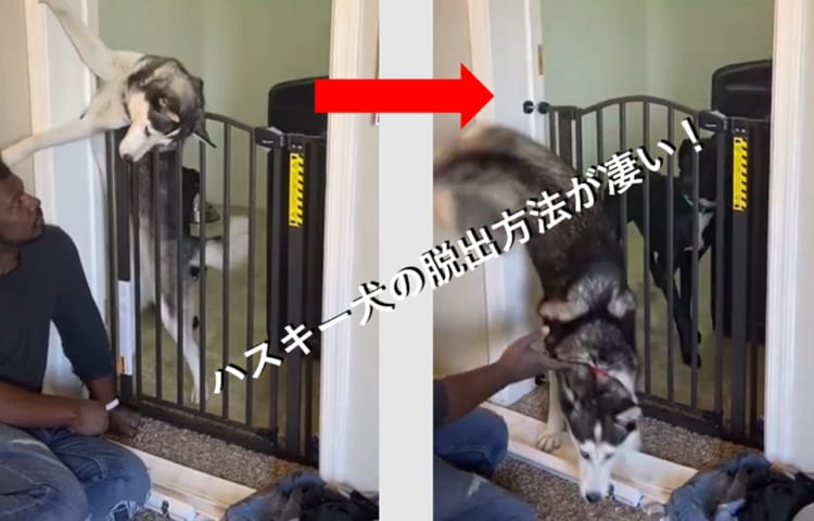 まるで脱出マジック！？ハスキー犬の脱走方法が凄い