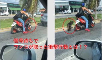 信号待ちでワンコが取ったまさかの行動に周囲がびっくり！その行動とは？