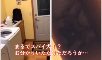 スパイ犬!?飼い主を見張ることが大好きなワンコ!まるでミッションインポッシブル