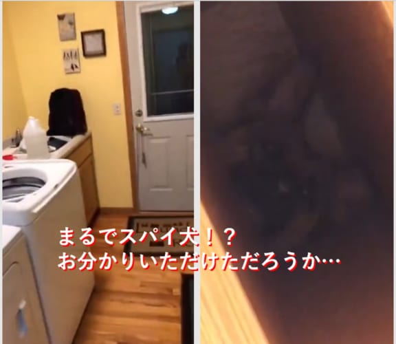 スパイ犬！？飼い主を見張ることが大好きなワンコ！まるでミッションインポッシブル