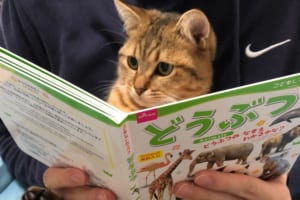 「ふむふむ、勉強になるニャ」真剣な顔でどうぶつの絵本を読むニャンコが可愛すぎる！