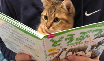「ふむふむ、勉強になるニャ」真剣な顔でどうぶつの絵本を読むニャンコが可愛すぎる！