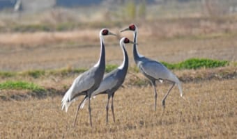 「鶴は千年」と言いますが、実際寿命は長いのか?鳥の中にはもっと長寿な種が!