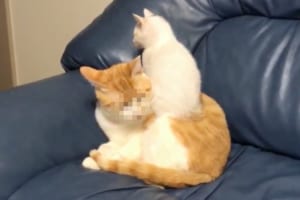 「えっ･･･なんで？？？」子猫の想定外な行動に固まってしまうお兄ちゃん猫の反応が面白カワイイ