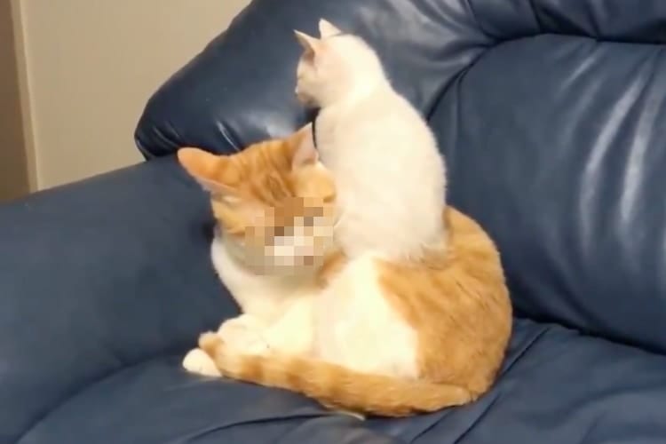 「えっ･･･なんで？？？」子猫の想定外な行動に固まってしまうお兄ちゃん猫の反応が面白カワイイ