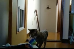 「もう寒くないニャ」母性溢れるニャンコ、密かにぬいぐるみを暖かい場所に運んでいたことが判明！