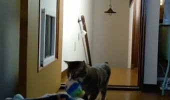 「もう寒くないニャ」母性溢れるニャンコ、密かにぬいぐるみを暖かい場所に運んでいたことが判明!